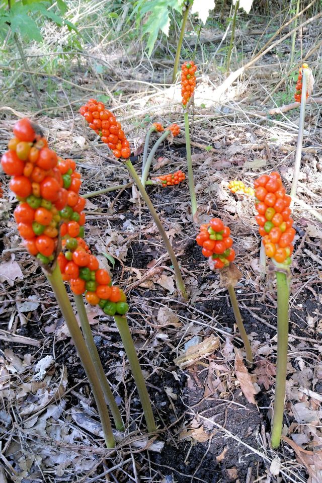 Stengel met oranje bessen